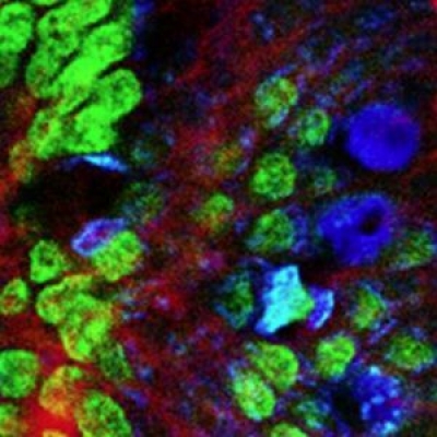 熒光濾光片里面說的熒光是什么光？