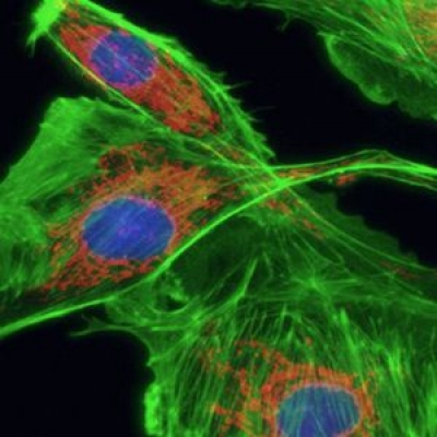 熒光顯微鏡的結構里用到幾片濾光片？